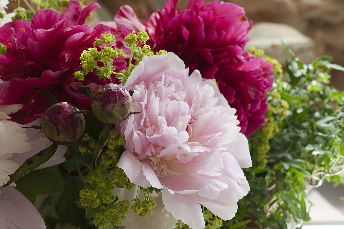 Flower combination Paeonia (peonies) and Alchemilla (lady's mantle)