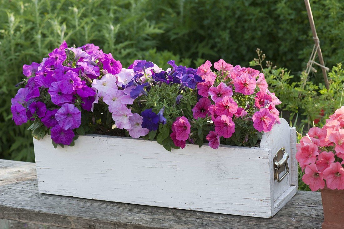 From left to right: Petunia Bingo 'Purple', Rose 'Blue', Coral (petunias)