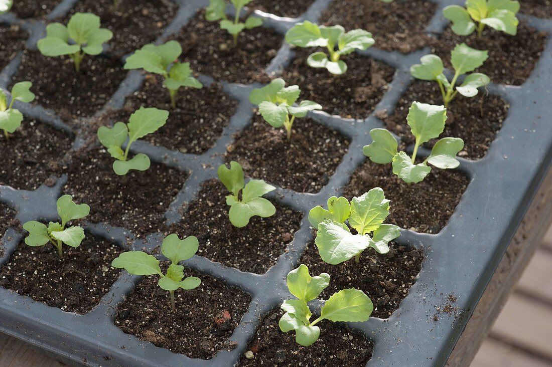 Butter Savoy 'Blumendahl's Yellow'