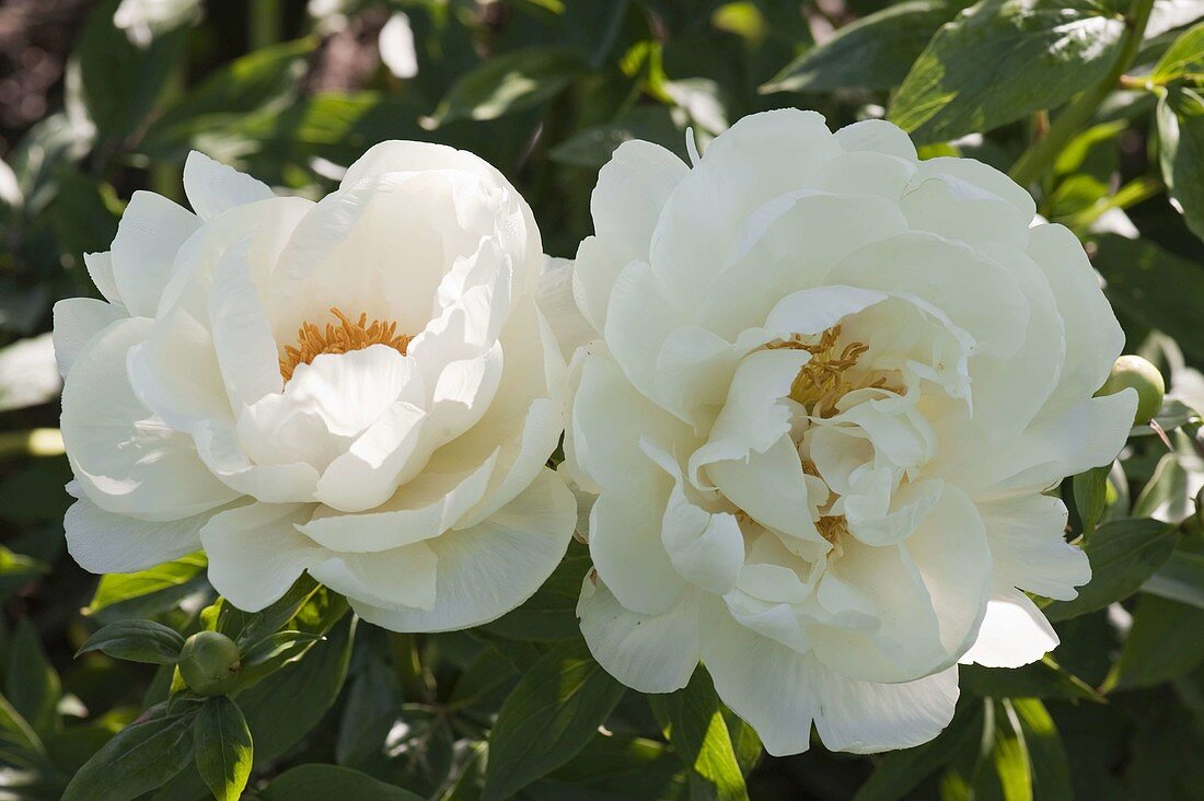 Paeonia 'Prairie Moon' (Peony)