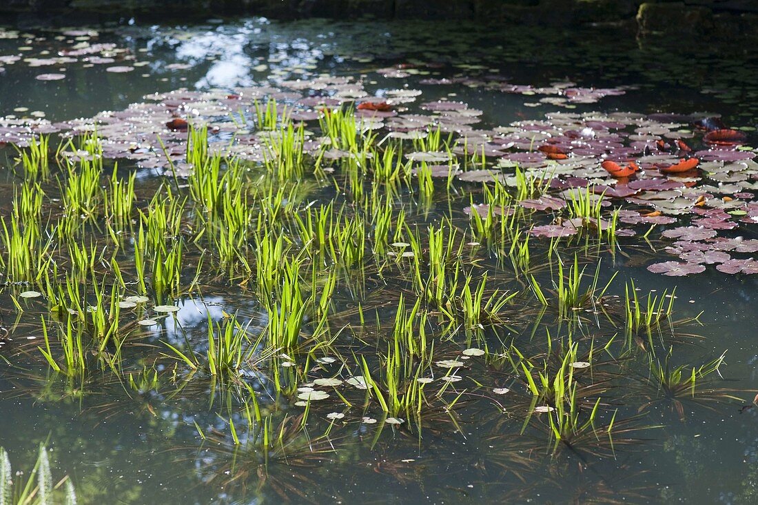 Stratiodes aloides (water aloe, crayfish), Nymphaea (water lilies)