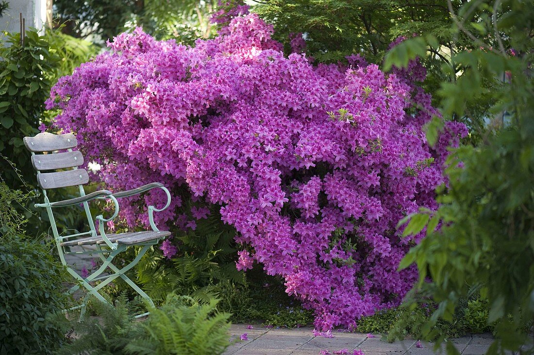 Rhododendron obtusum 'Kermesina' (Japanese azalea)