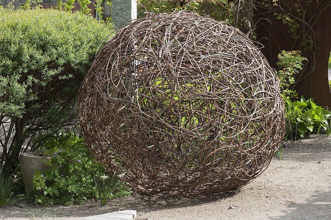 Art object ball made of tendrils of Parthenocissus (Wild Vine)