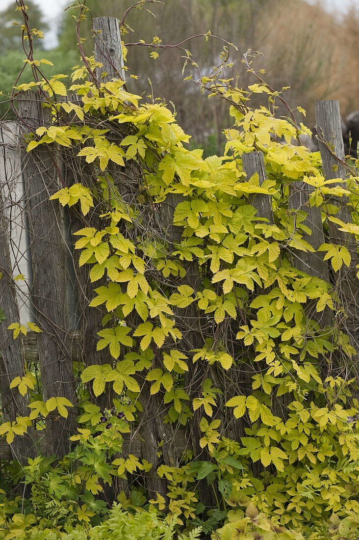 Humulus lupulus 'Aureus' (Gold-Hopfen)