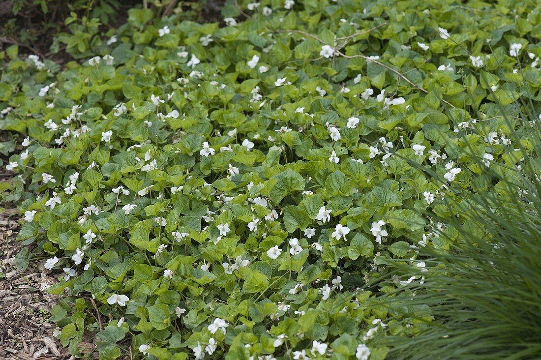 Viola sororia (Peony violet) as ground cover
