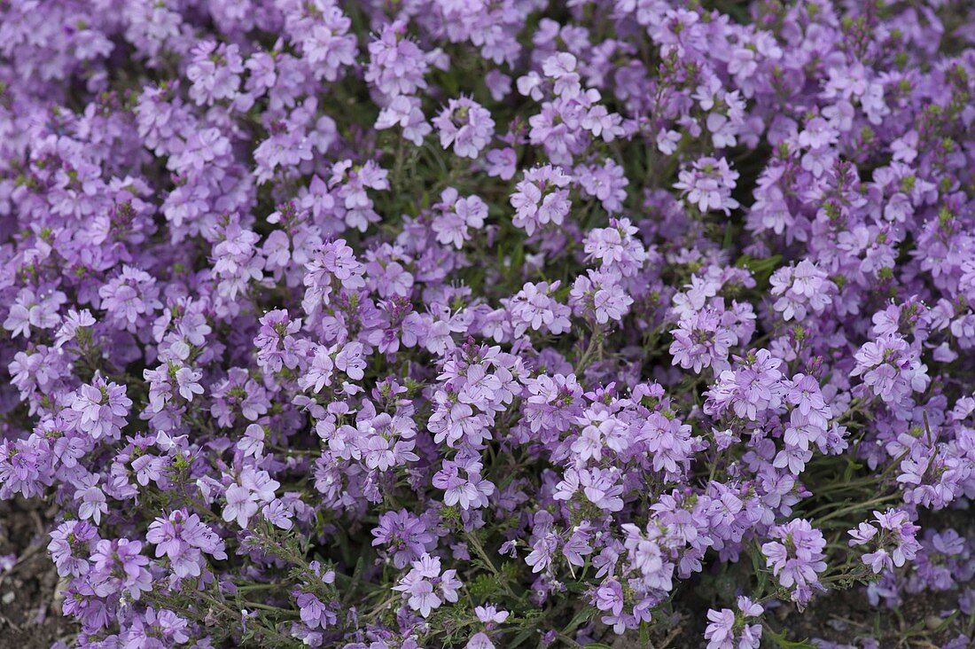 Veronica prostrata 'Mrs. Holt' (Flat speedwell)