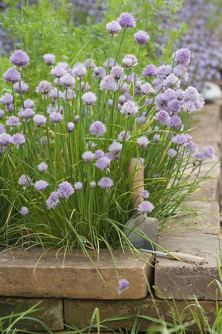 Flowering Allium schoenoprasum (chives) in the flower bed