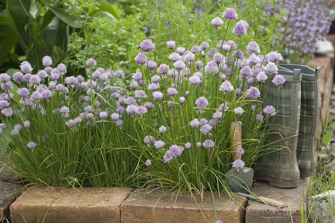 Flowering Allium schoenoprasum (Chives) in a flower bed