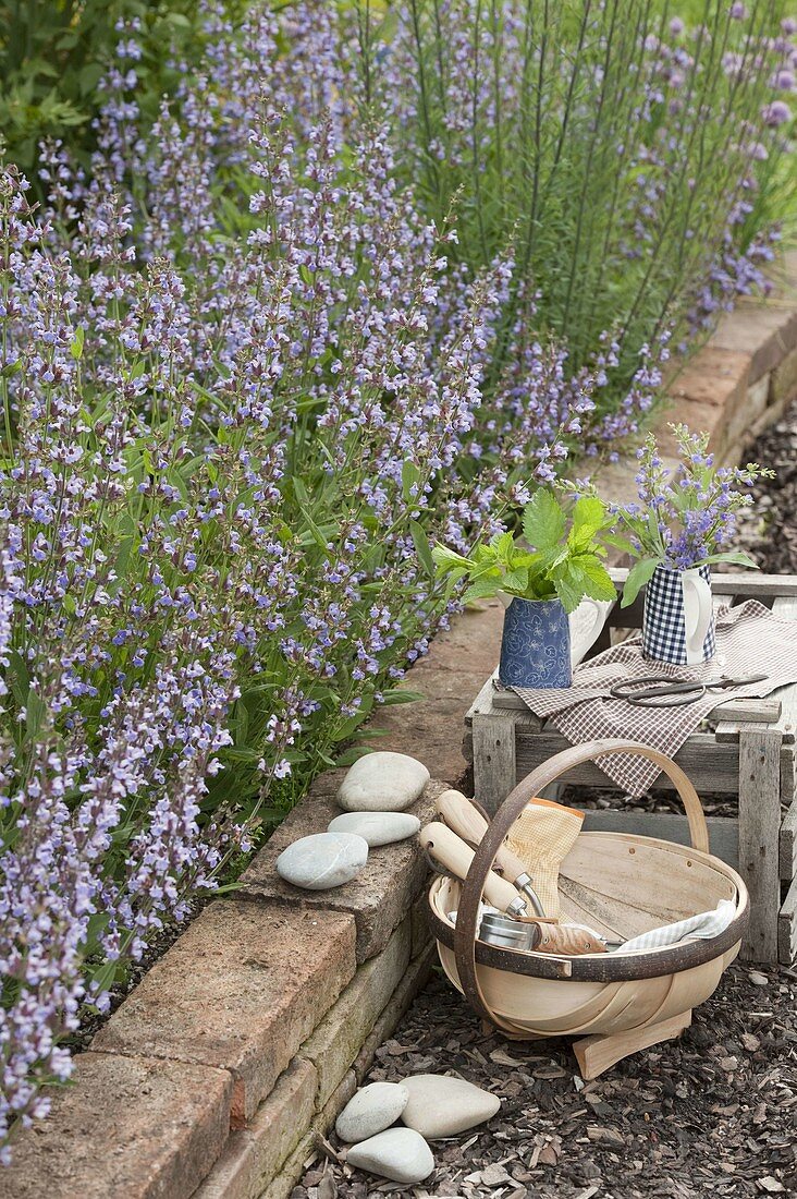 Flowering bed with Salvia officinalis (sage)