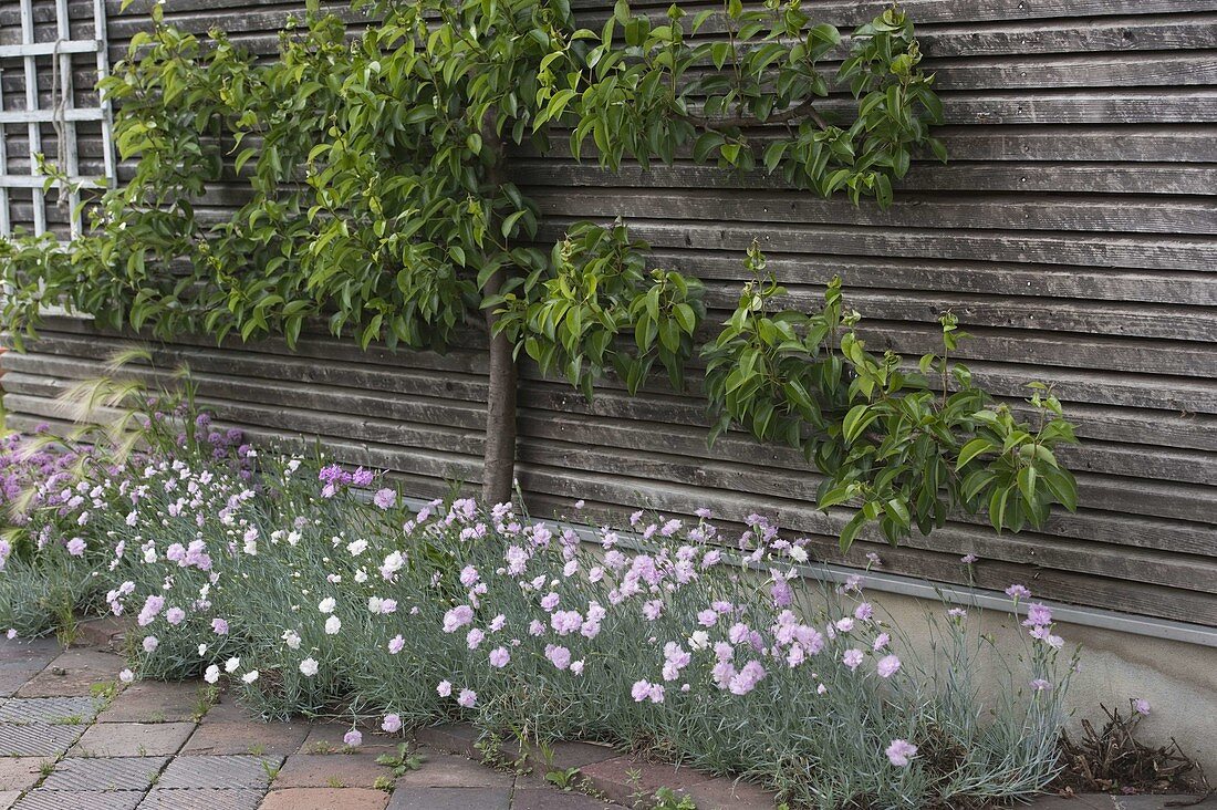 Dianthus plumarius 'Ine'