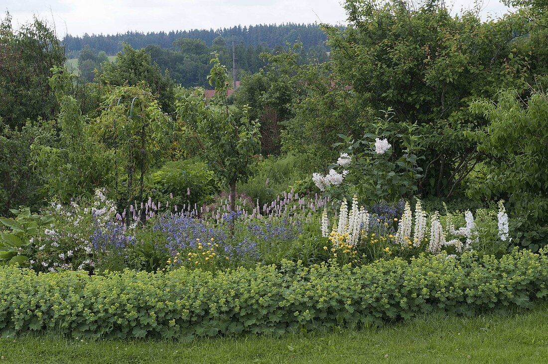 Lupinus polyphyllus 'Fräulein' (Lupinen), Delphinium (Rittersporn), Syringa