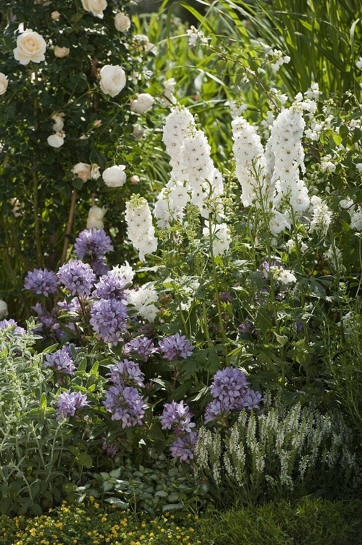 Campanula glomerata 'Caroline', Delphinium elatum