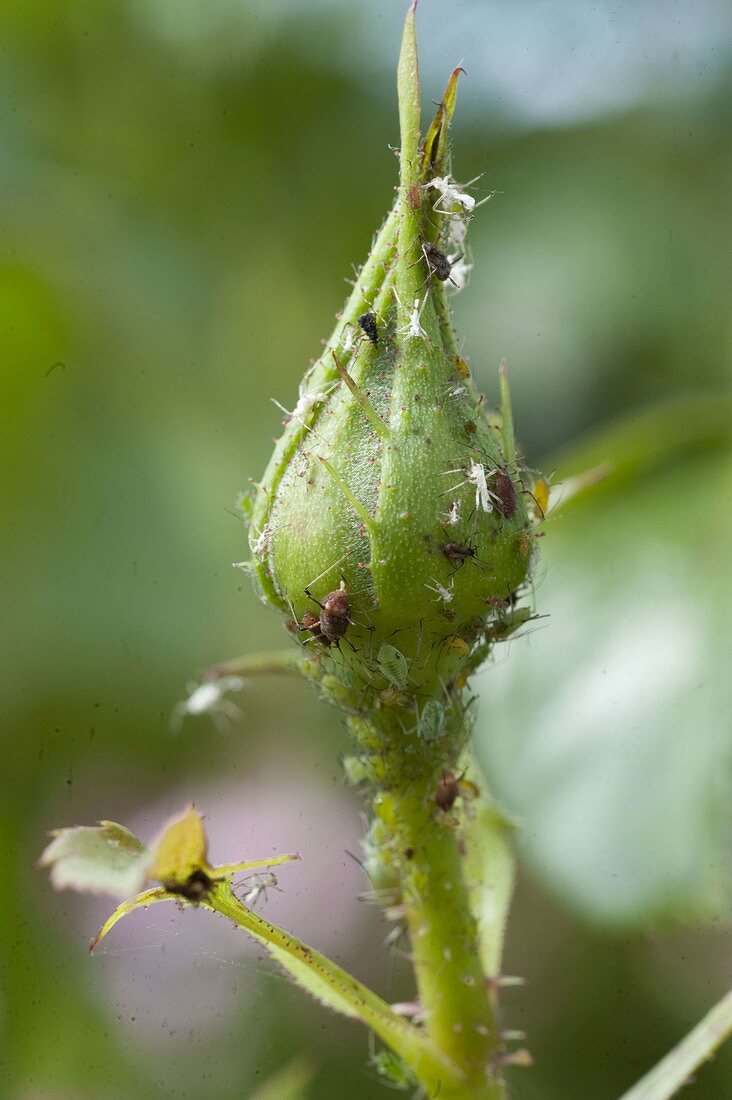 Braune und grüne Blattläuse an Rosenknospe