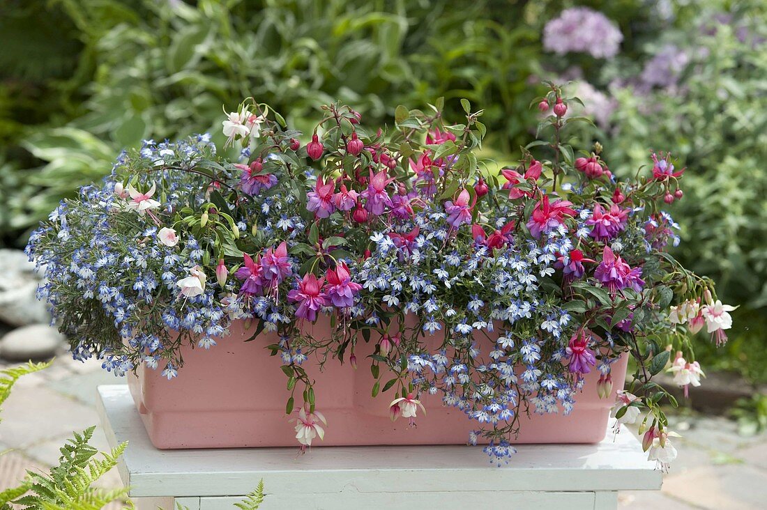 Lobelia 'Pretty Heaven' (Männertreu), Fuchsia 'Summer Melody' Sunarnau