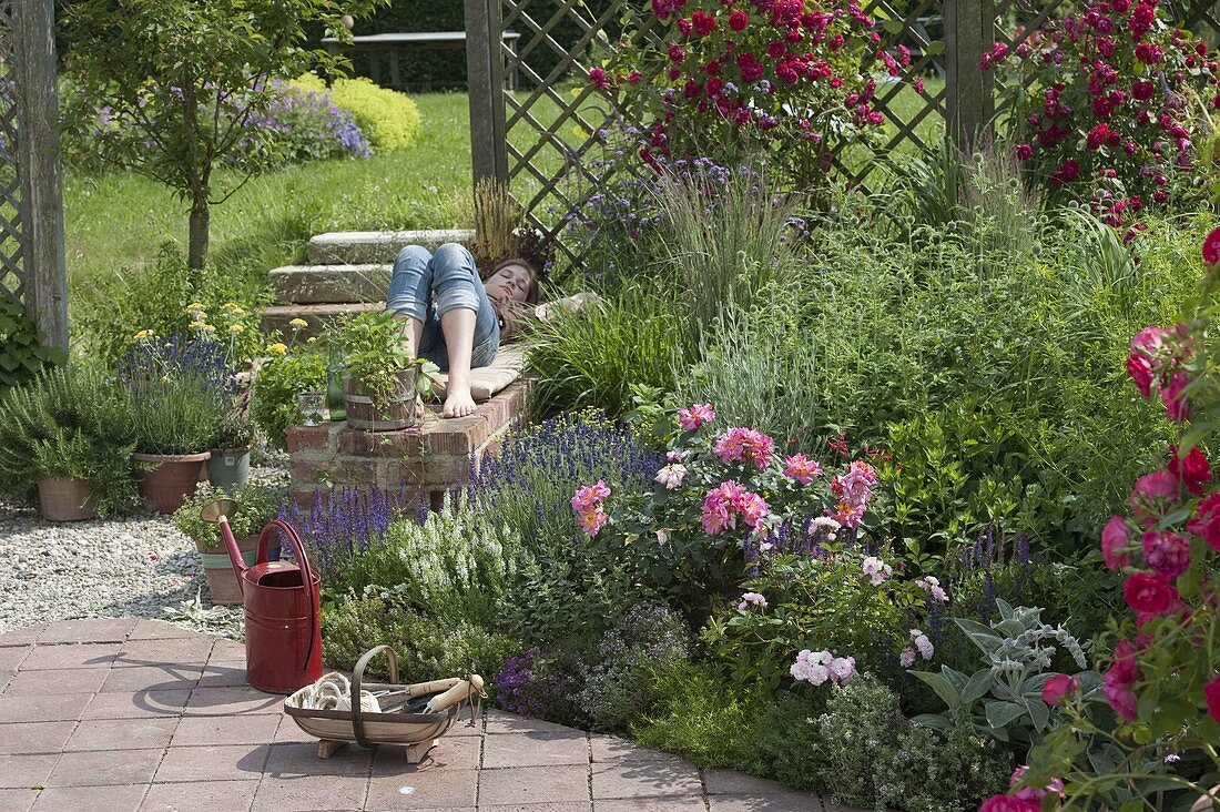 Planting roses and sage in the bed (2/2)