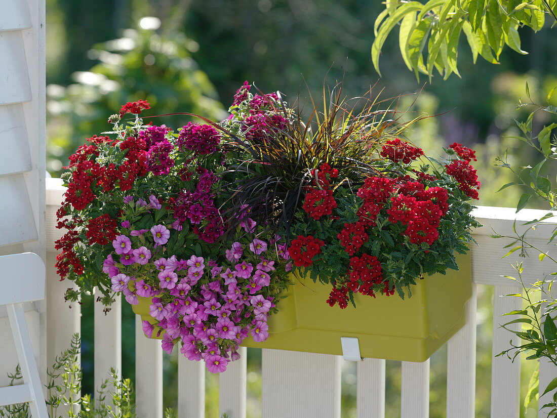 Calibrachoa Celebration 'Lipstick Pink' (magic bells), Verbena Estrella