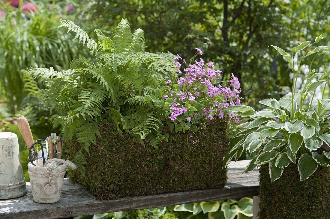 Make your own planter box from wire and moss 10/10