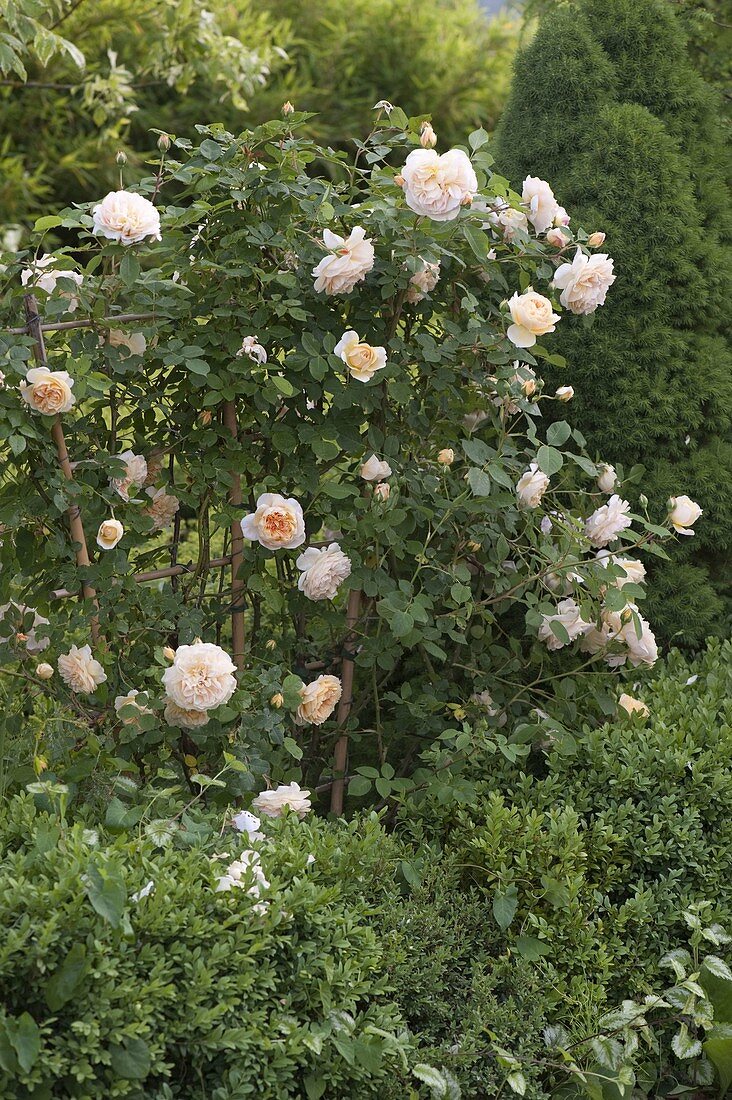 Rosa 'Jayne Austin' (Englische Rose), öfterblühend