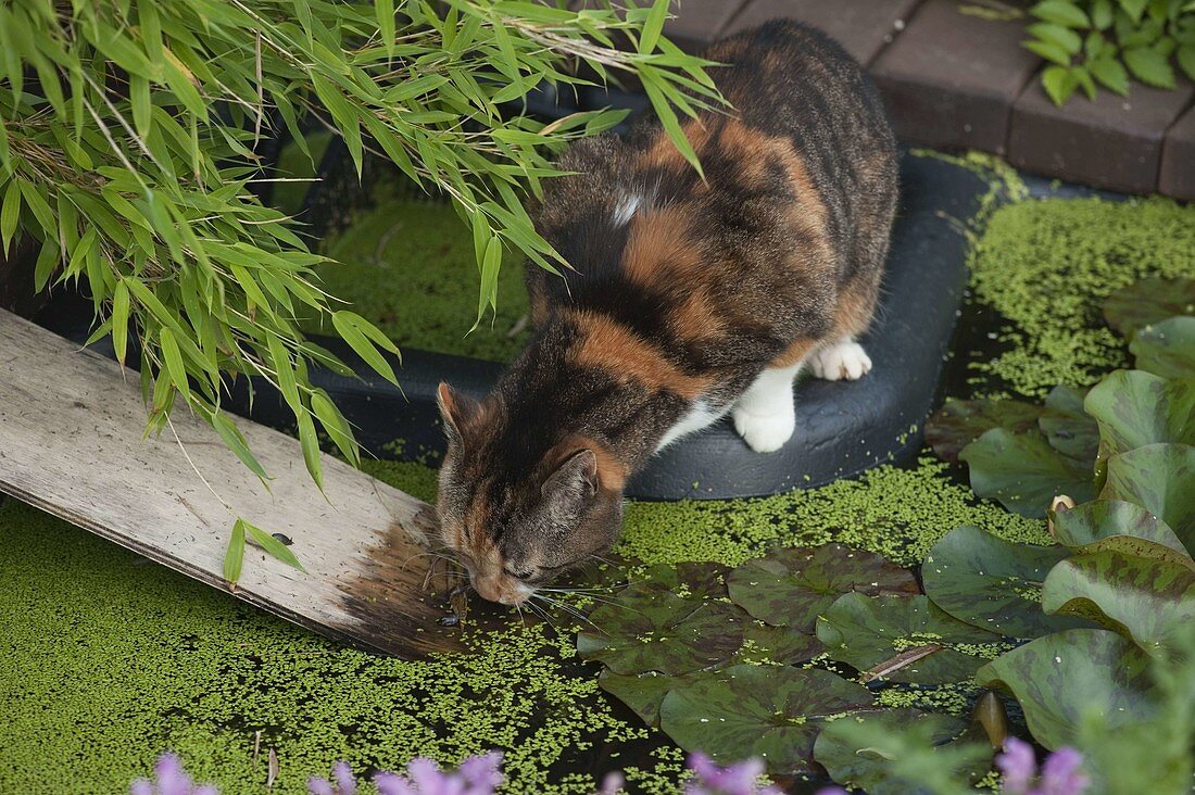 Katze Minka trinkt aus Gartenteich
