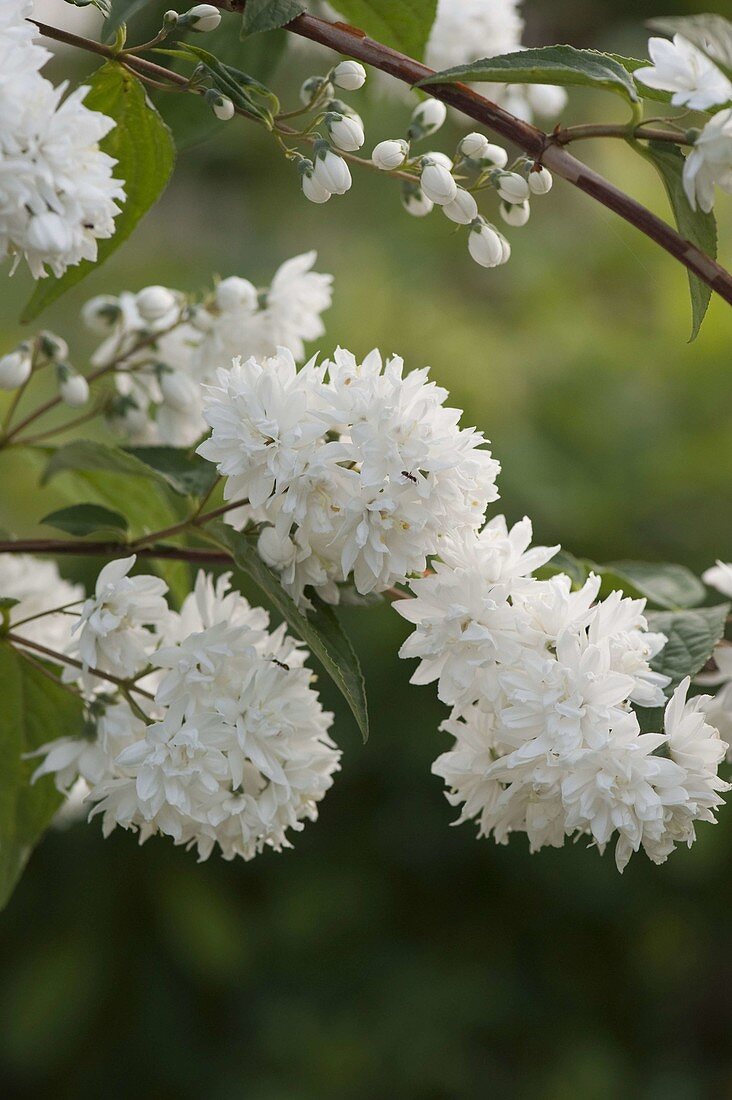 Deutzia scabra (Deuztie, star bush)