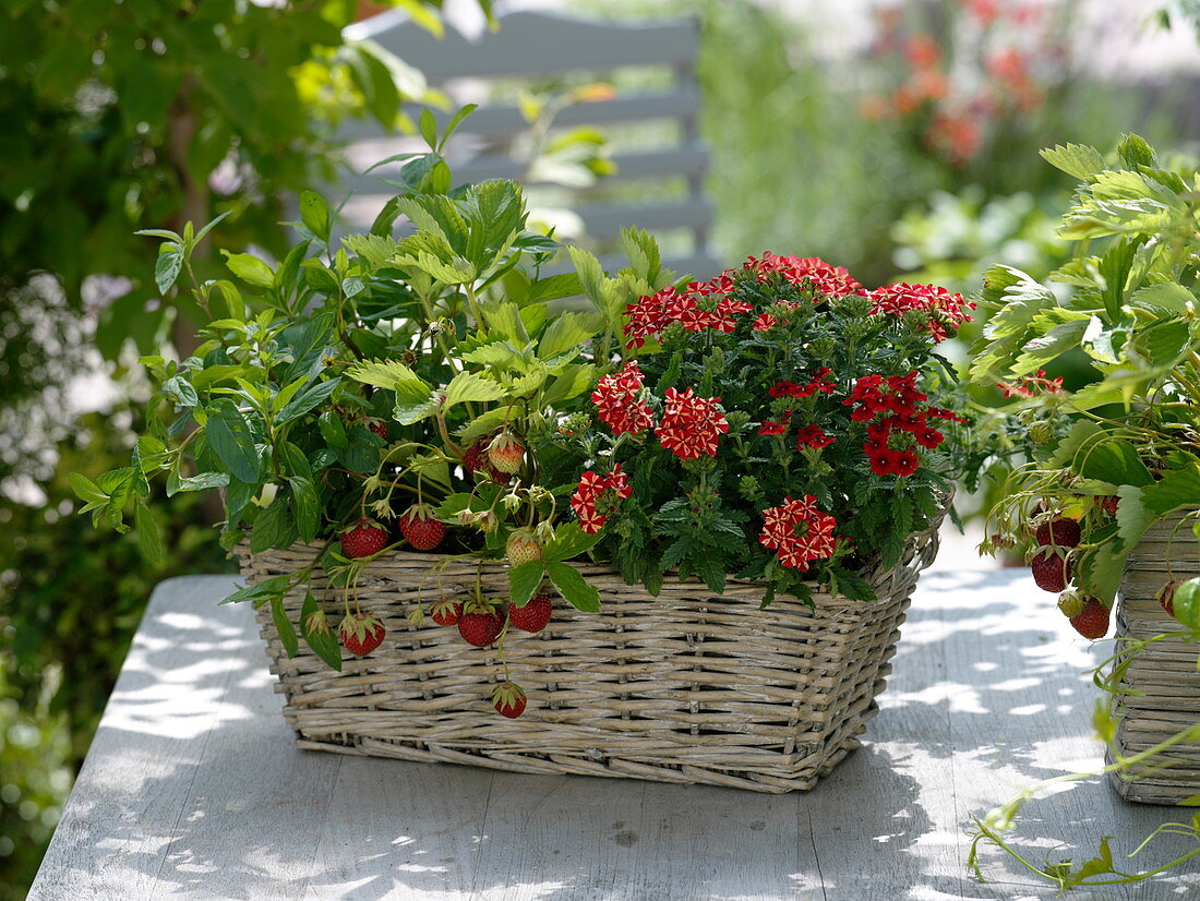 Basket of Verbena Estrella 'Voodoo Star', 'Voodoo Red' (Verbena)