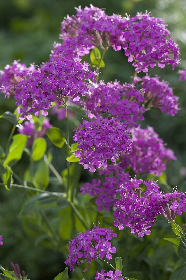 Silene armeria (clove primrose)