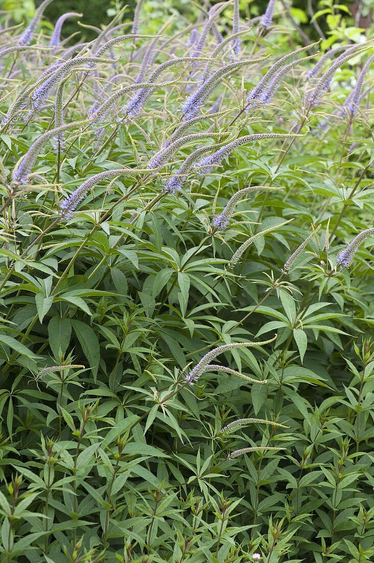 Veronicastrum virginicum syn. Veronica virginica (medicinal speedwell)