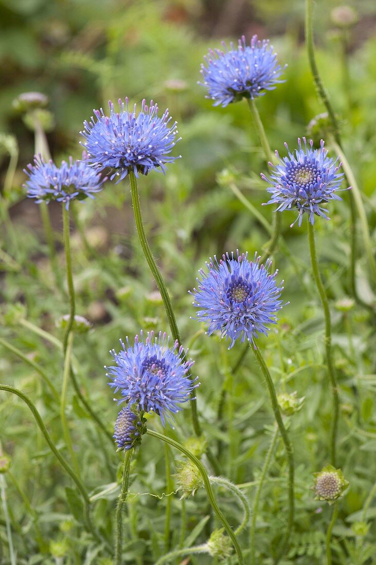 Jasione laevis blue light (bluehead, sand bell)