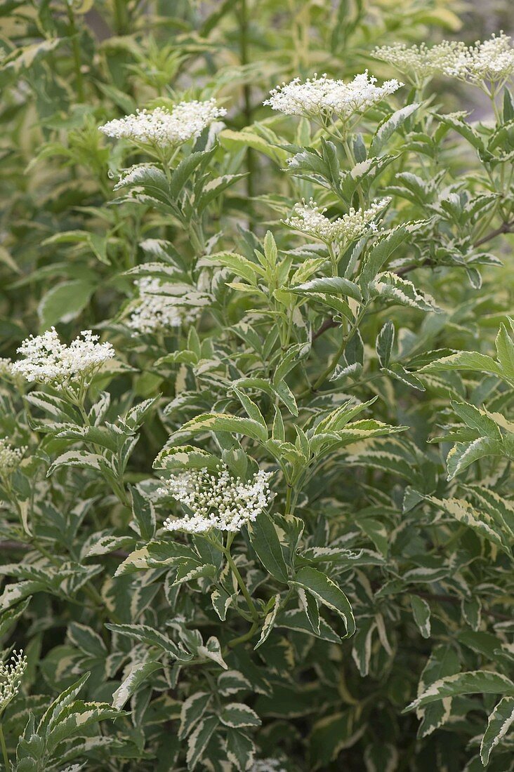 Sambucus nigra 'Variegata' (Weißbunter Holunder)