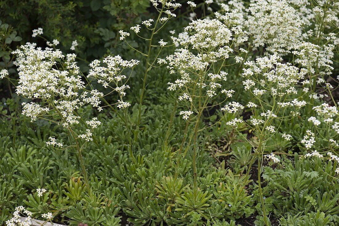 Saxifraga cotyledon 'Pyramidalis' (Cotyledon)