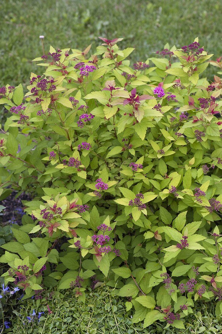 Spiraea japonica 'Golden Princess' (Dwarf spirea, Japanese spirea)