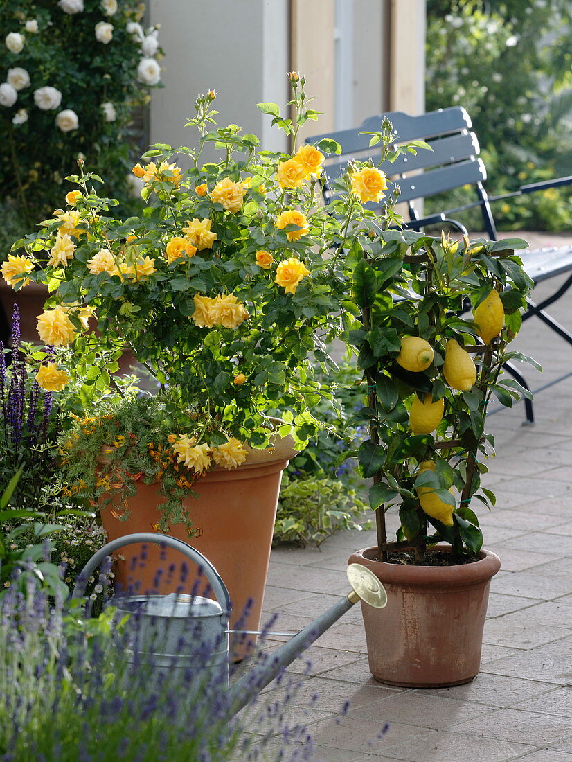 Rosa 'Lisa' (Beetrose) von Noack, Citrus limon 'Florentina' (Zitrone)