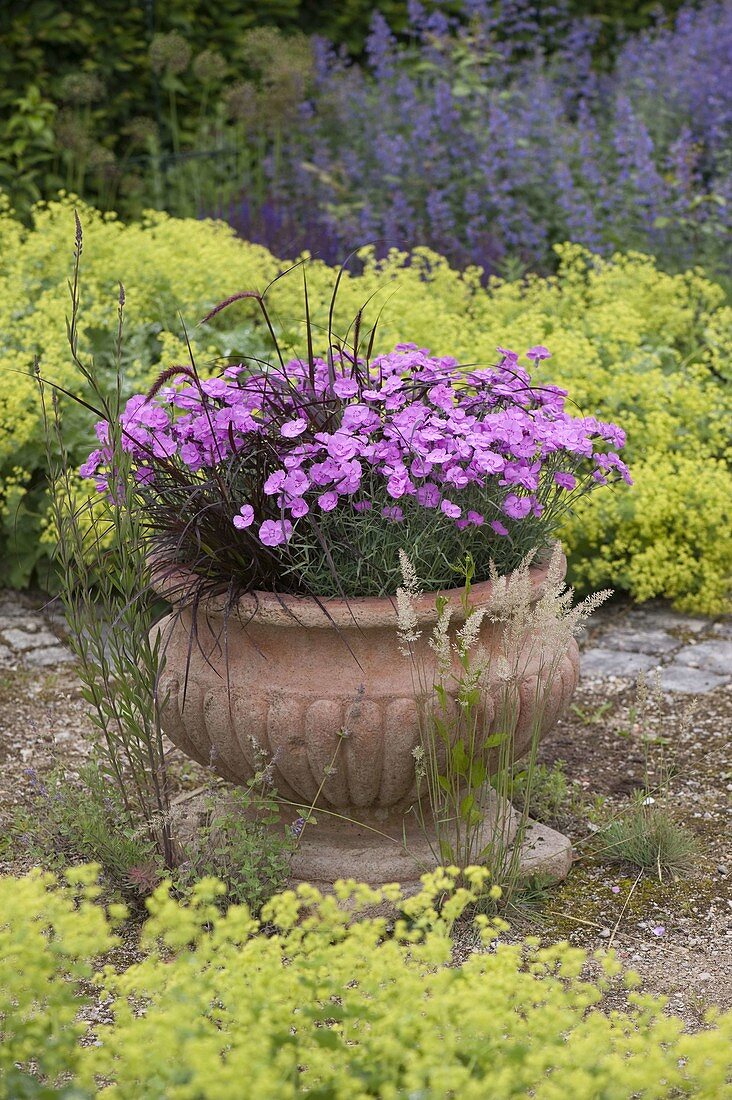 Dianthus gratianopolitanus 'Eydangeri' (Pentecostal Carnation), Pennisetum