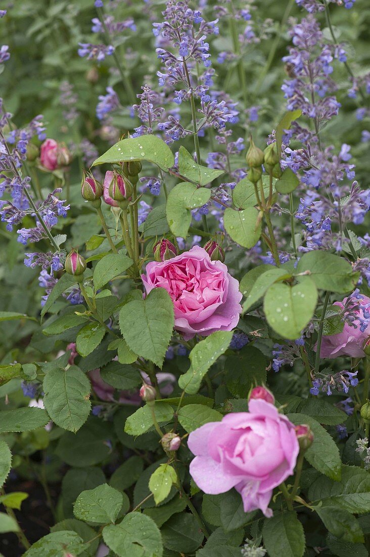 Rosa 'Mary Rose' (Englische Rose), Nepeta (Katzenminze)