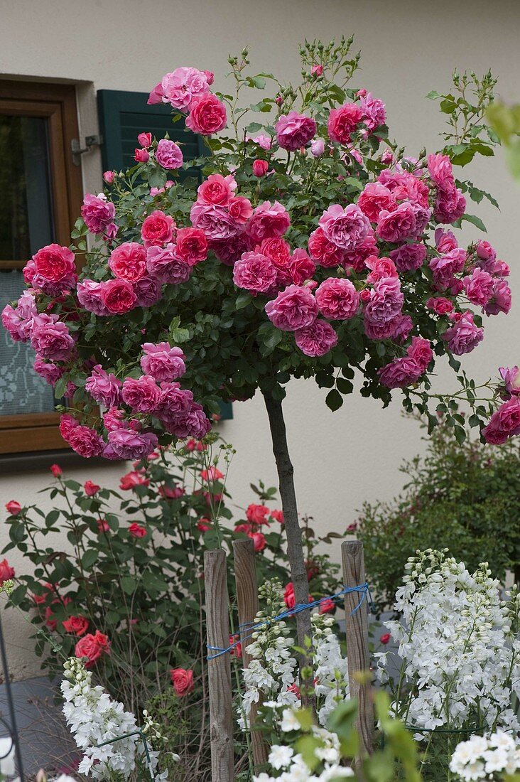 Rosa 'Rosarium Uetersen' (Kletterrose) auf Hochstamm