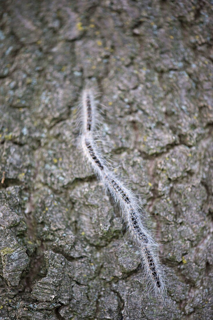 Eichenprozessionsspinner (Thaumetopoea processionea)