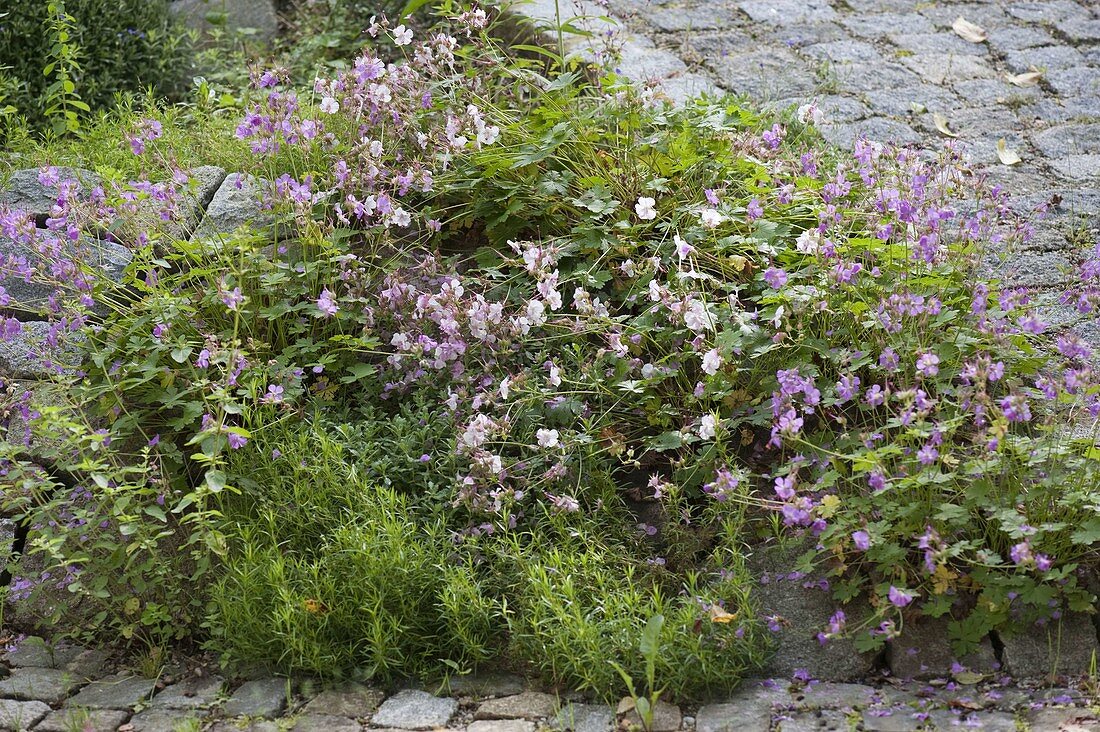 Small island of geranium (cranesbill) and phlox subulata