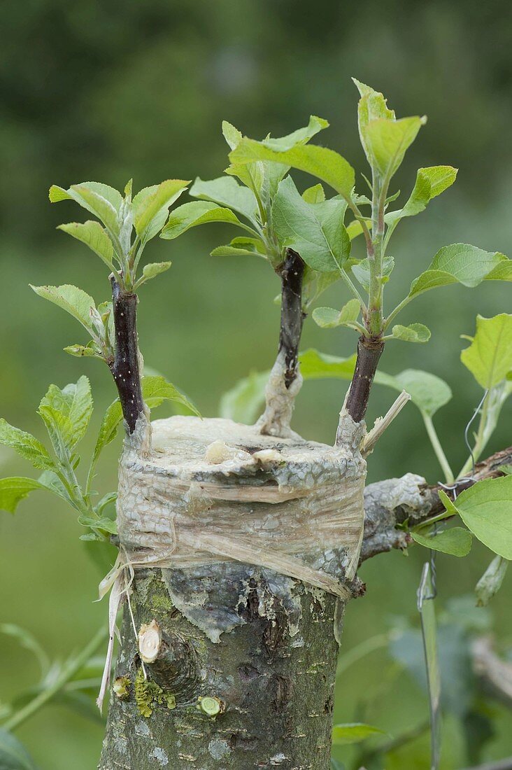 Geißfußveredelung zum Umveredeln eines alten Apfelbaumes