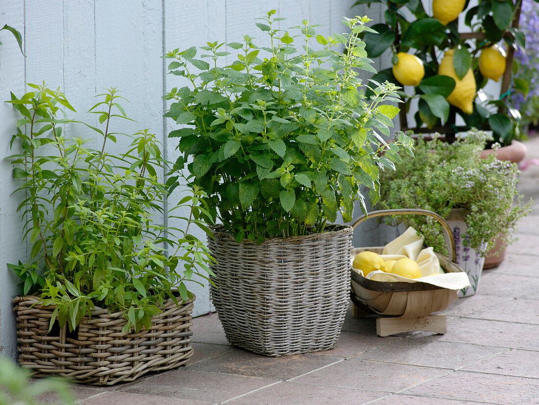 Lemon verbena, lemon balm