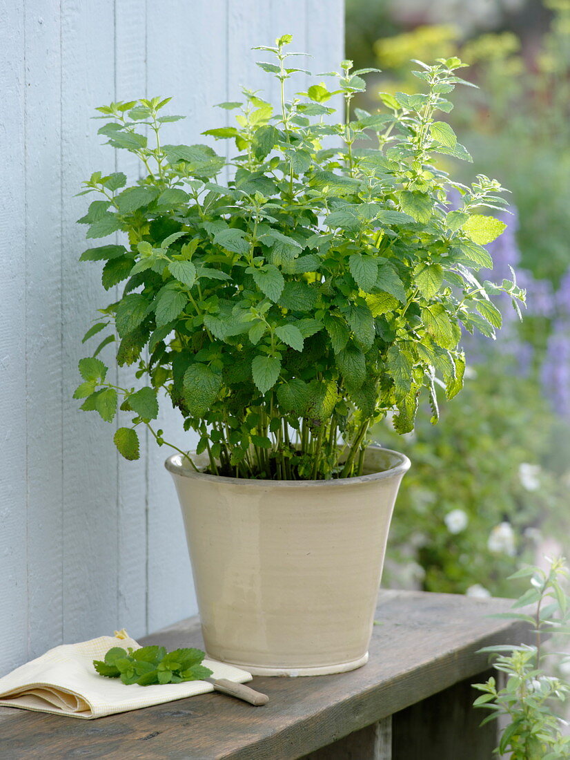 Lemon Balm