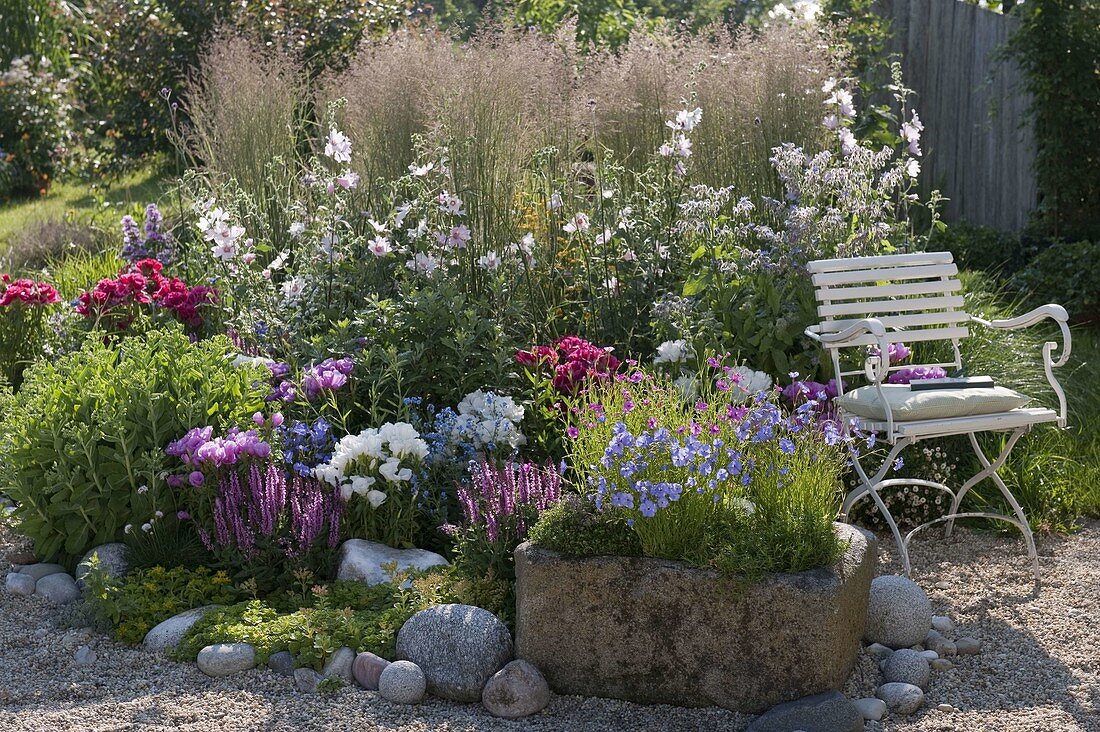 Lavatera thuringiaca 'Barnsley' (mallow), Calamagrostis acutiflora 'Overdam' (mallow)