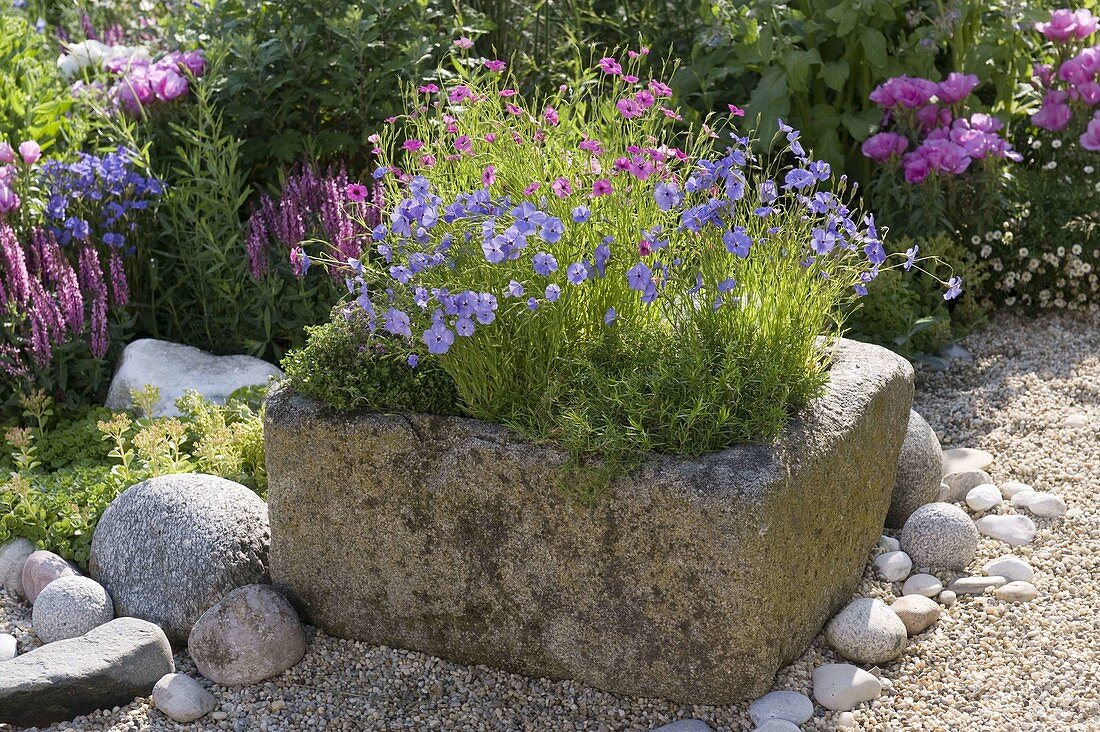 Stone trough planted with Silene coeli-rosa (sky anemone), thyme (Thymus)
