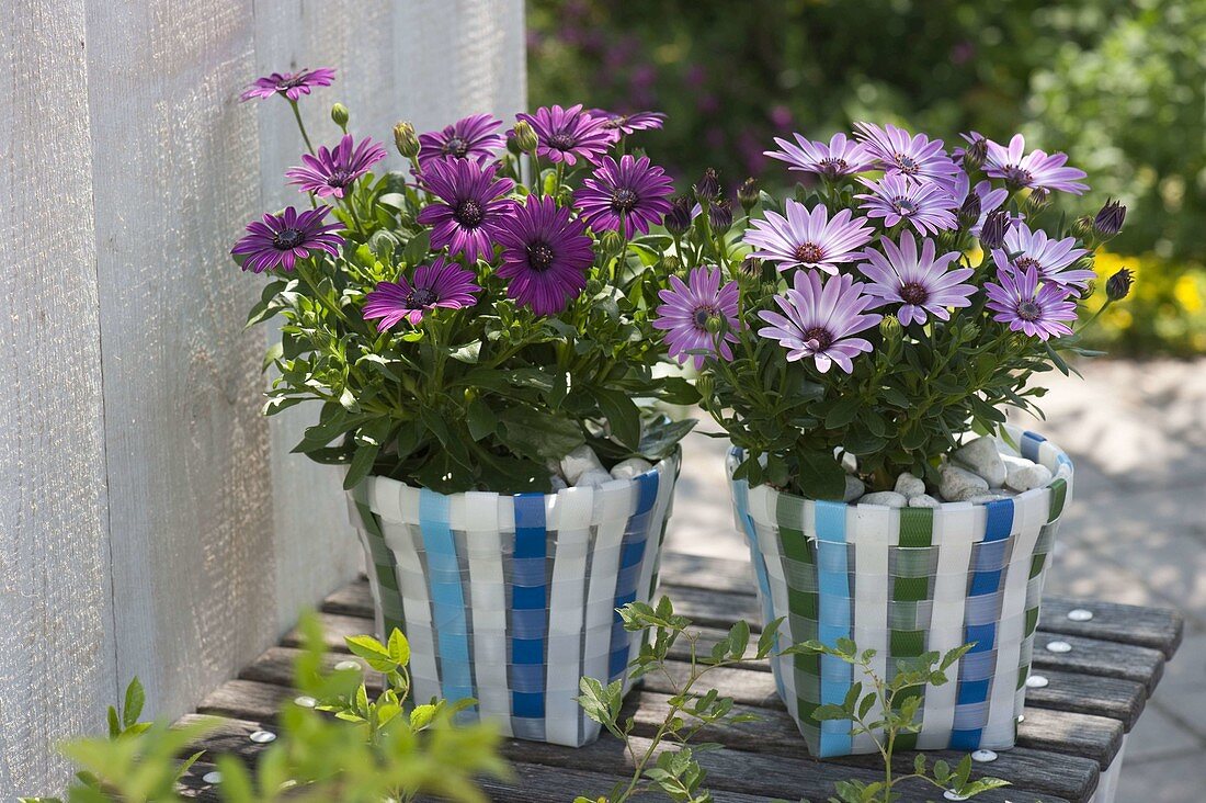 Osteospermum 'Impassion Dark Purple Pink White' (Cape Basket)