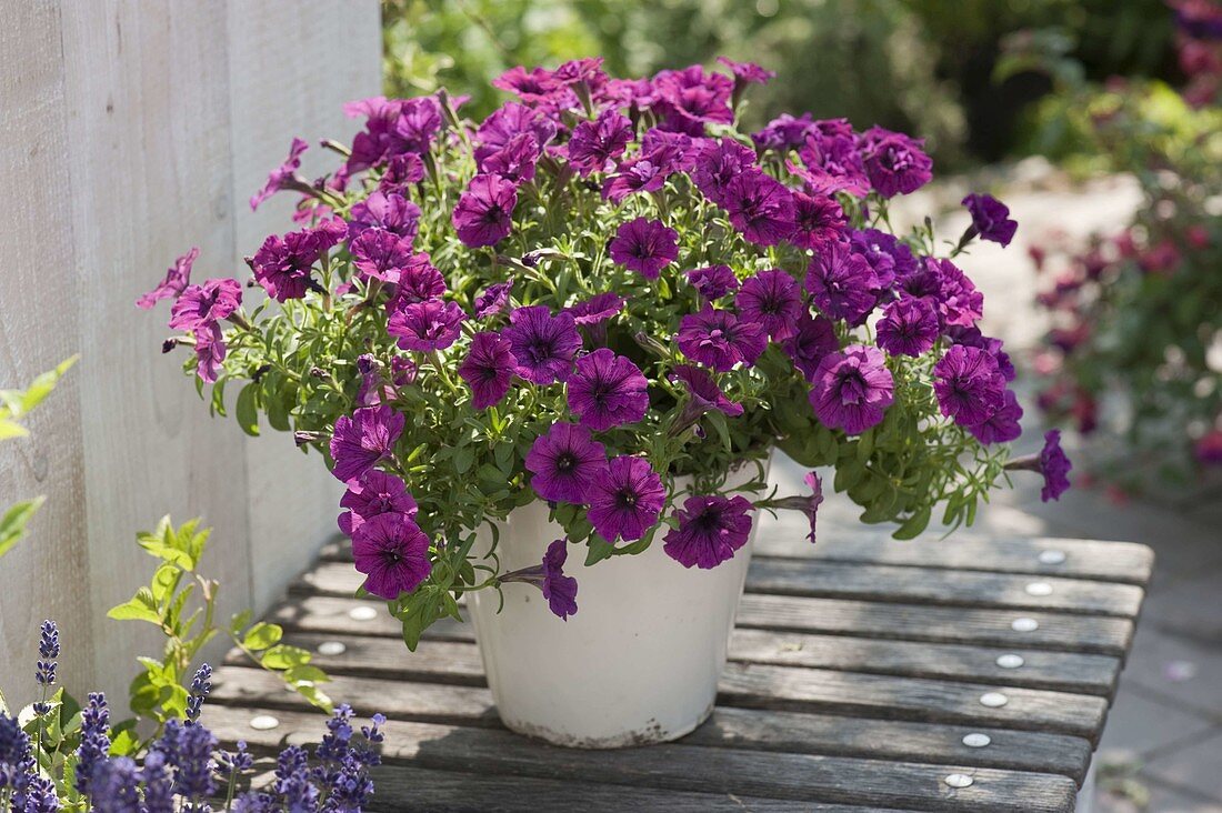 Petunia 'Soleil Purple' (Petunia) with semi-double flowers