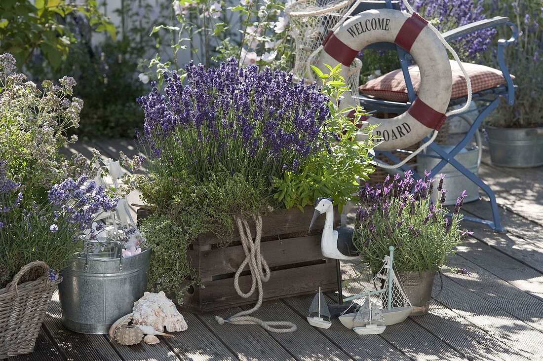 Maritime herbs - terrace