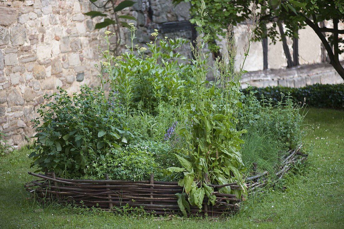 Herb bed in wicker fence