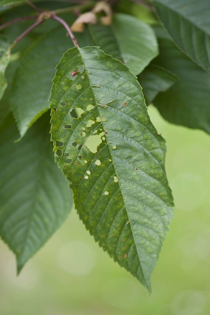 Shot blight on Prunus cerasus (Sour cherry)