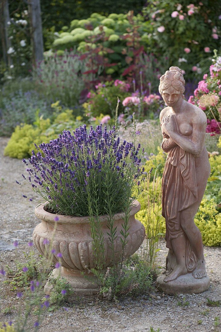 Lavandula 'Hidcote Blue' (Lavender) in terracotta bowl