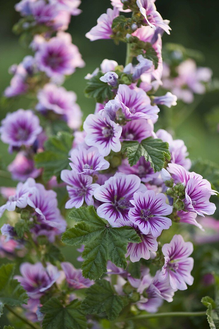 Malva sylvestris var mauritiana (Wild mallow, Cheese poplar)