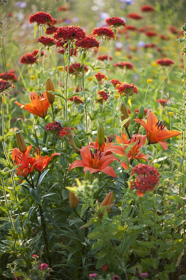 Lilium asiaticum 'Orange Pixie' (lilies) and Lychnis chalcedonica